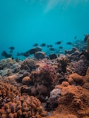 A vibrant underwater scene featuring various coral formations in shades of orange, brown, and red. Numerous small black fish swim above the coral under a clear blue water backdrop, creating a lively and serene marine environment.