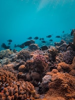 A vibrant underwater scene featuring various coral formations in shades of orange, brown, and red. Numerous small black fish swim above the coral under a clear blue water backdrop, creating a lively and serene marine environment.