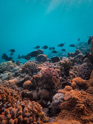 A vibrant underwater scene featuring various coral formations in shades of orange, brown, and red. Numerous small black fish swim above the coral under a clear blue water backdrop, creating a lively and serene marine environment.