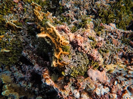 A vibrant underwater scene featuring a diverse array of coral formations and marine life. The coral displays various textures and shapes, with some resembling branching structures and others appearing more compact. The colors range from vivid greens to soft pinks and tans, complemented by a clear view of the ocean floor.