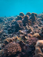 An underwater scene featuring a variety of coral formations with diverse textures and shapes. The coral ranges from small, intricate patterns to larger, rounded structures. The background is filled with the clear blue of the ocean, allowing visibility of the detail and colors of the coral and marine life.