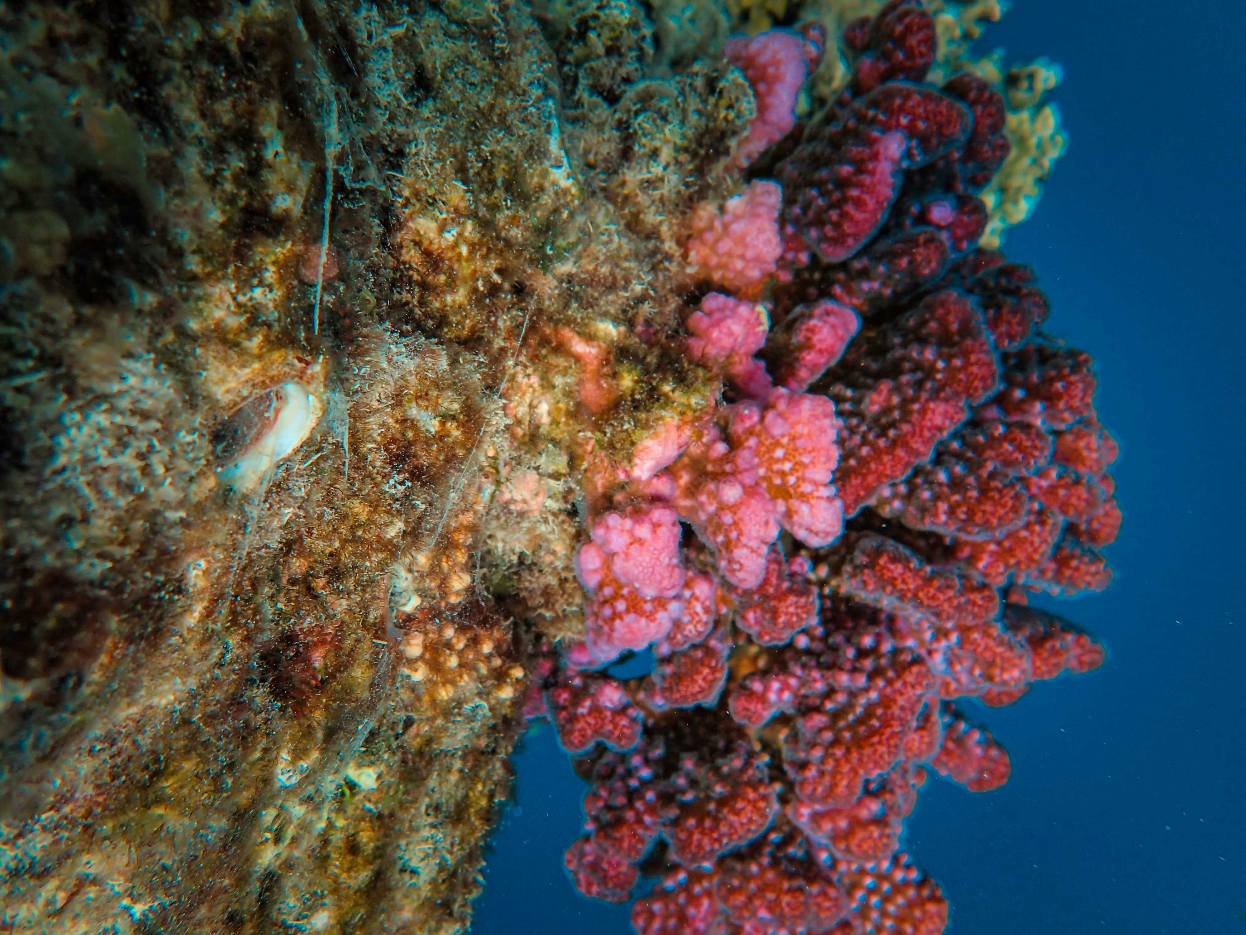 a group of corals that are on the side of a wall