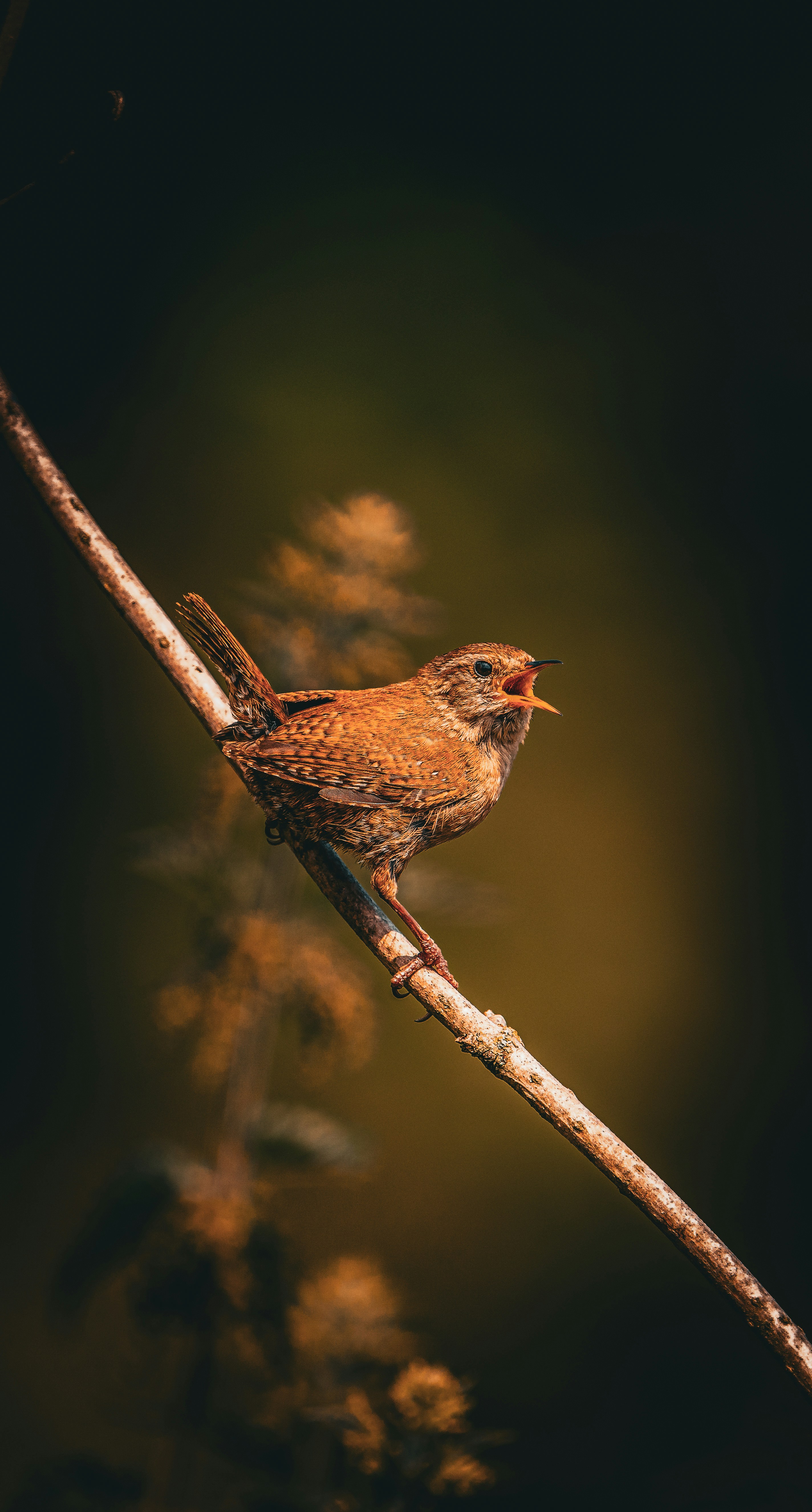 ein kleiner brauner Vogel, der auf einem Ast sitzt