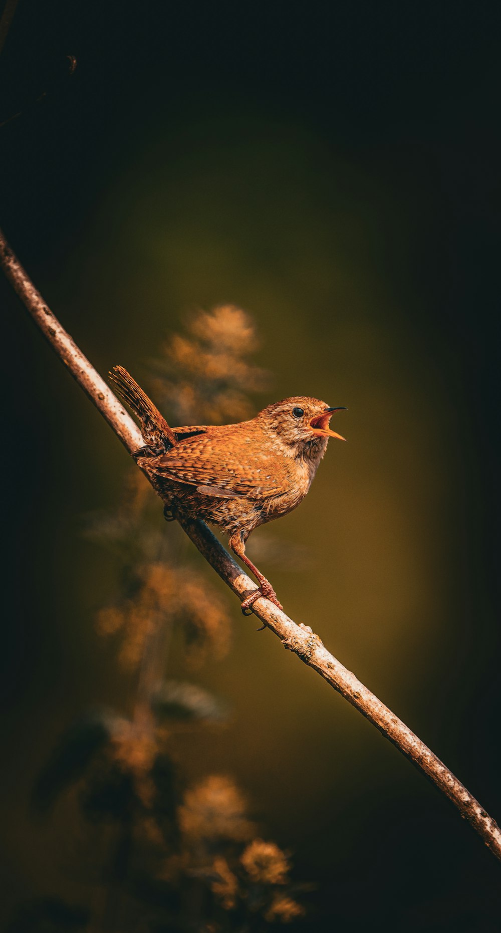 a small brown bird sitting on top of a tree branch