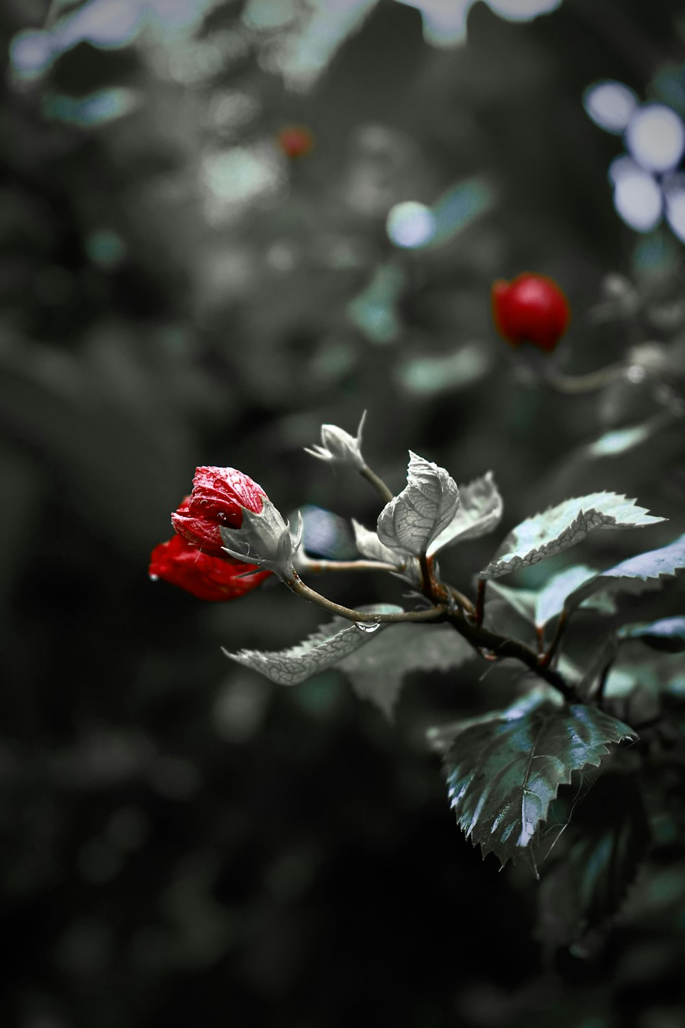 a branch with two red roses on it
