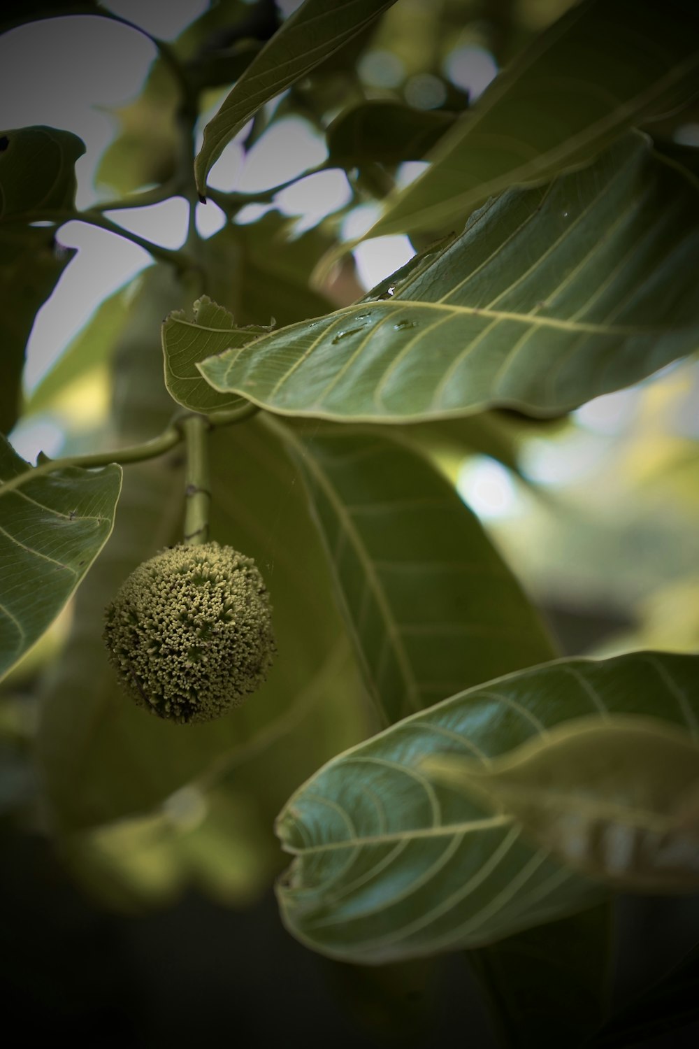 a fruit hanging from a tree with leaves