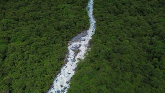 A dense green forest with a clear river flowing through, symbolizing the natural heritage protected by legal efforts.