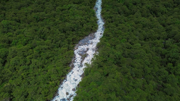 A dense green forest with a clear river flowing through, symbolizing the natural heritage protected by legal efforts.