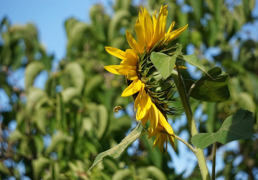 a large sunflower is blooming on a sunny day