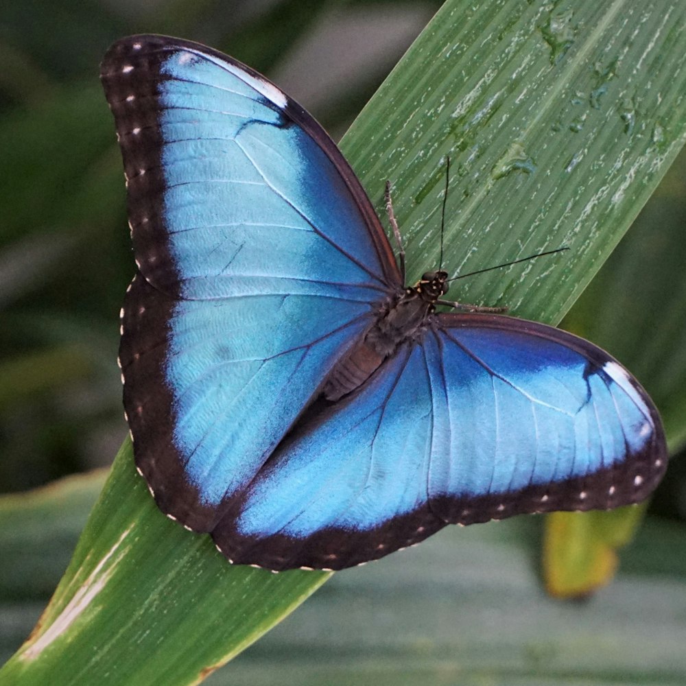 a blue butterfly sitting on top of a green leaf