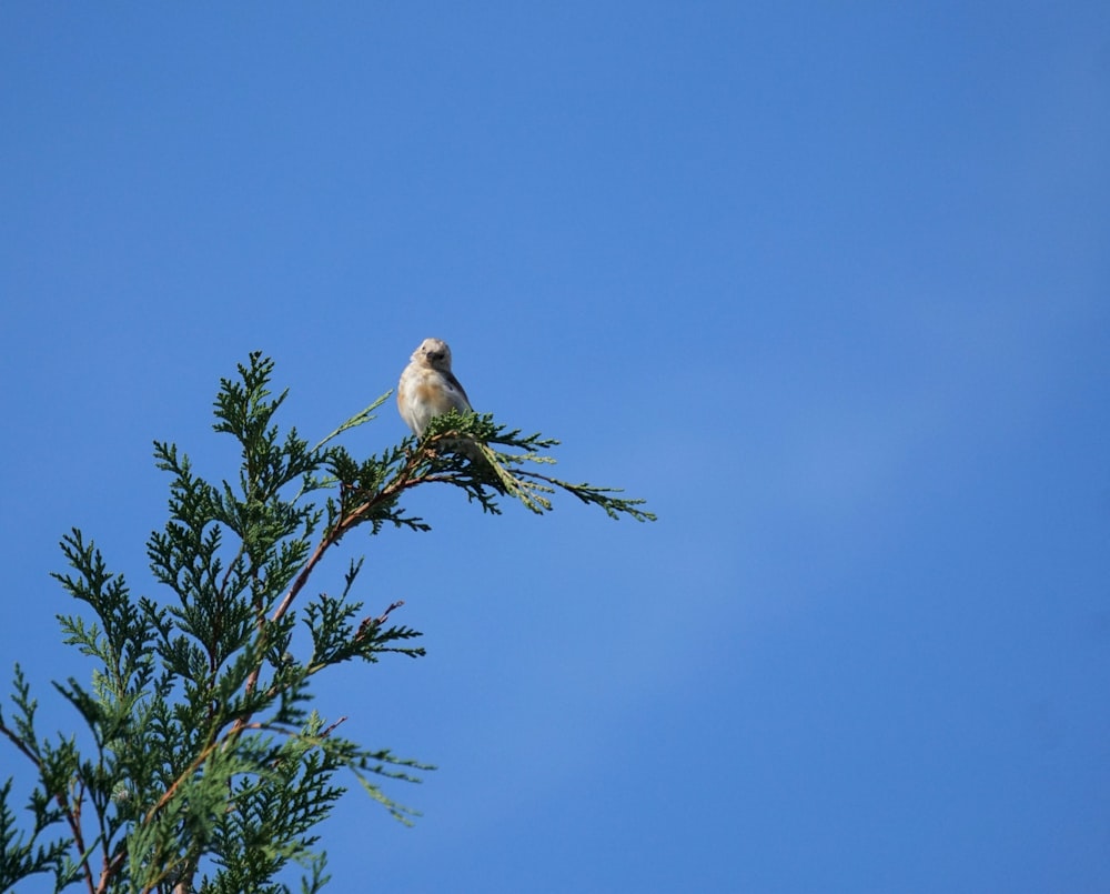 a bird perched on top of a tree branch