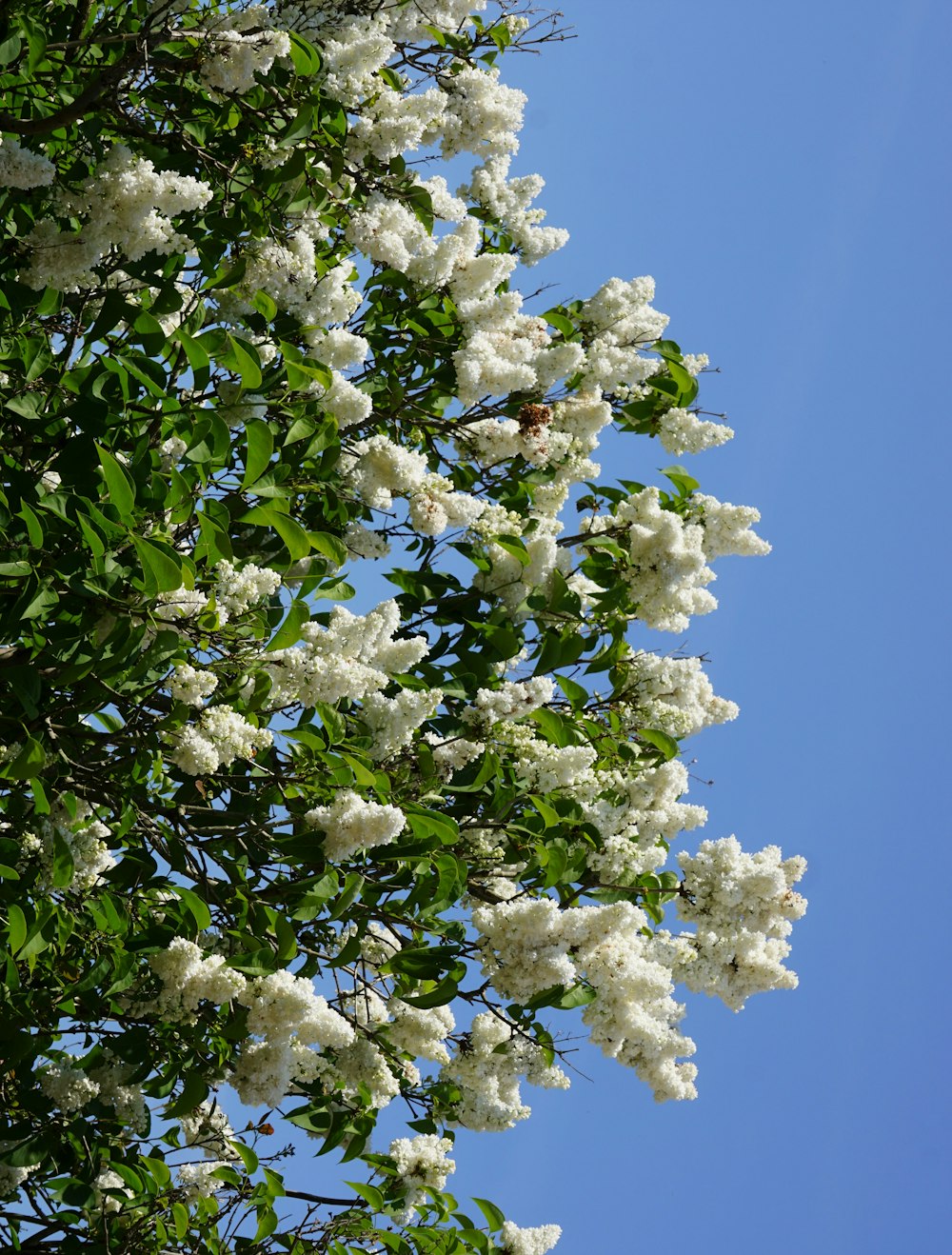 a tree with white flowers against a blue sky