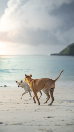 Two dogs playing fetch near the calm waves with seagulls flying overhead.