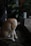 A cat with orange and white fur is grooming itself on a paved surface. The surroundings include green foliage and a portion of a vehicle wheel. The lighting is dim, creating a quiet and intimate atmosphere.
