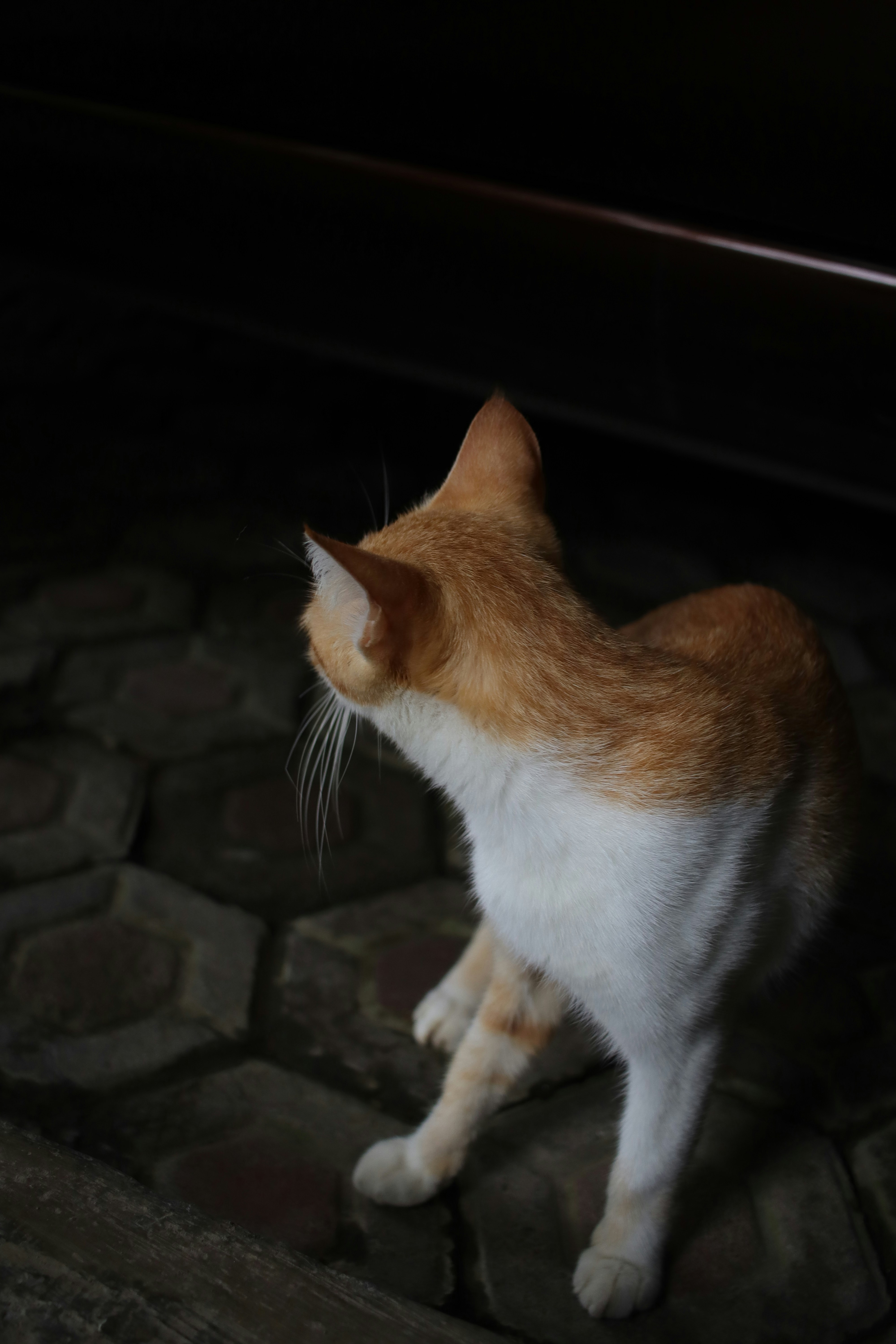 12. Watching You With Soft, Relaxed Eyes (image credits: unsplash)