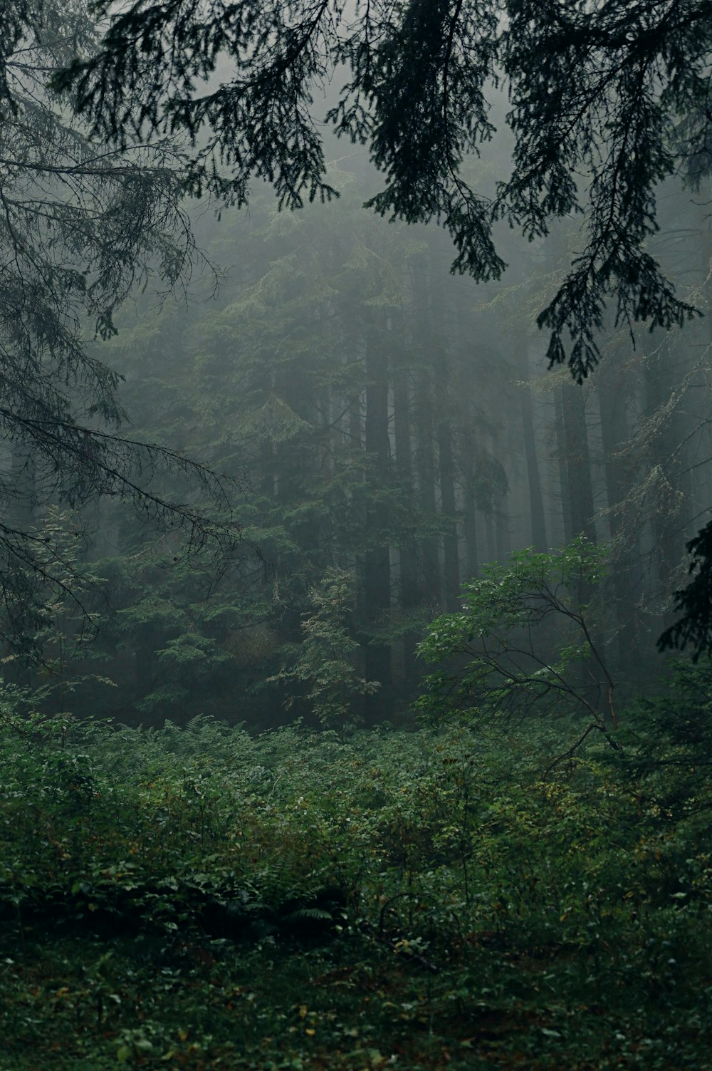 a forest filled with lots of tall trees