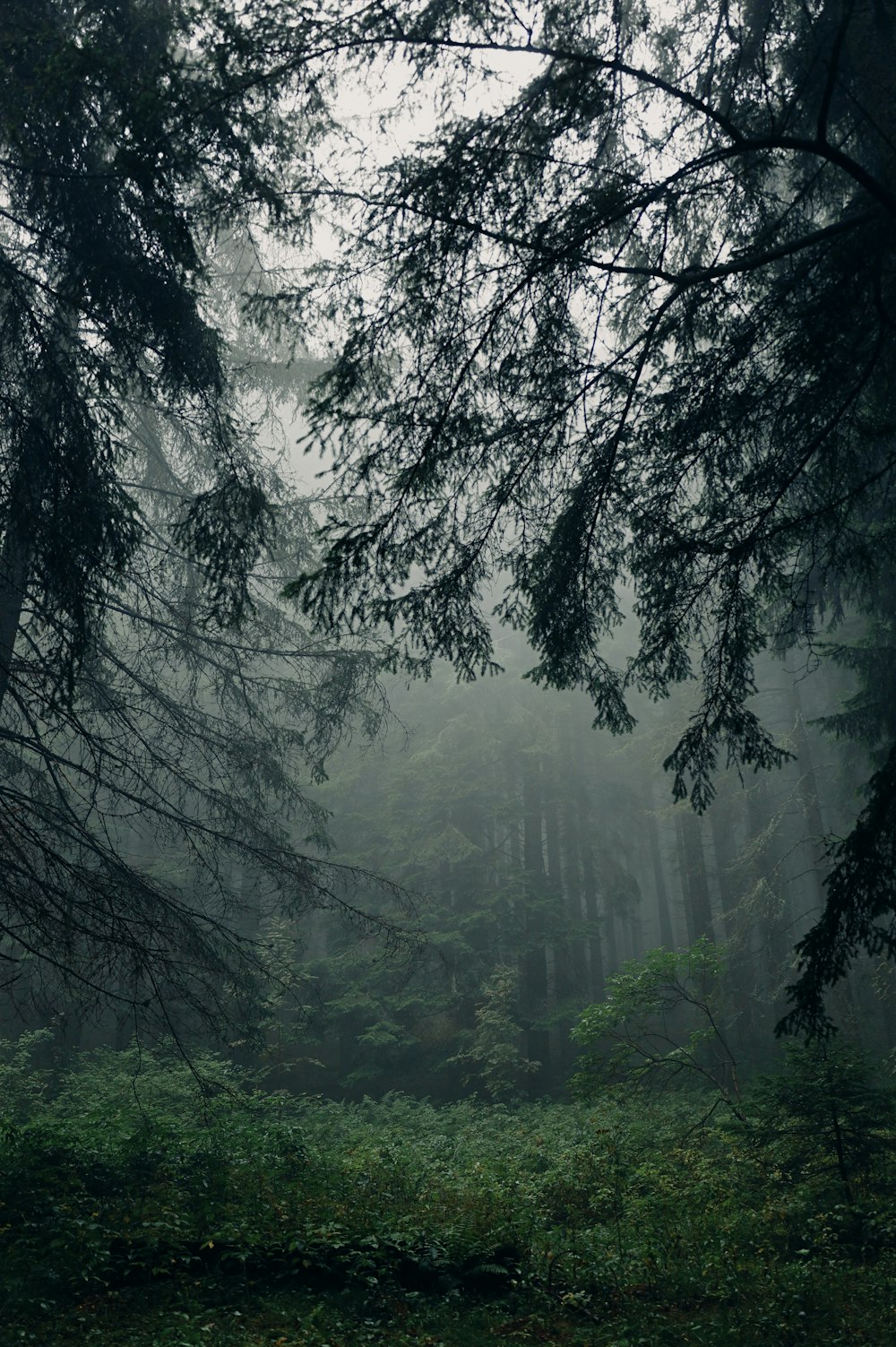 a forest filled with lots of tall trees