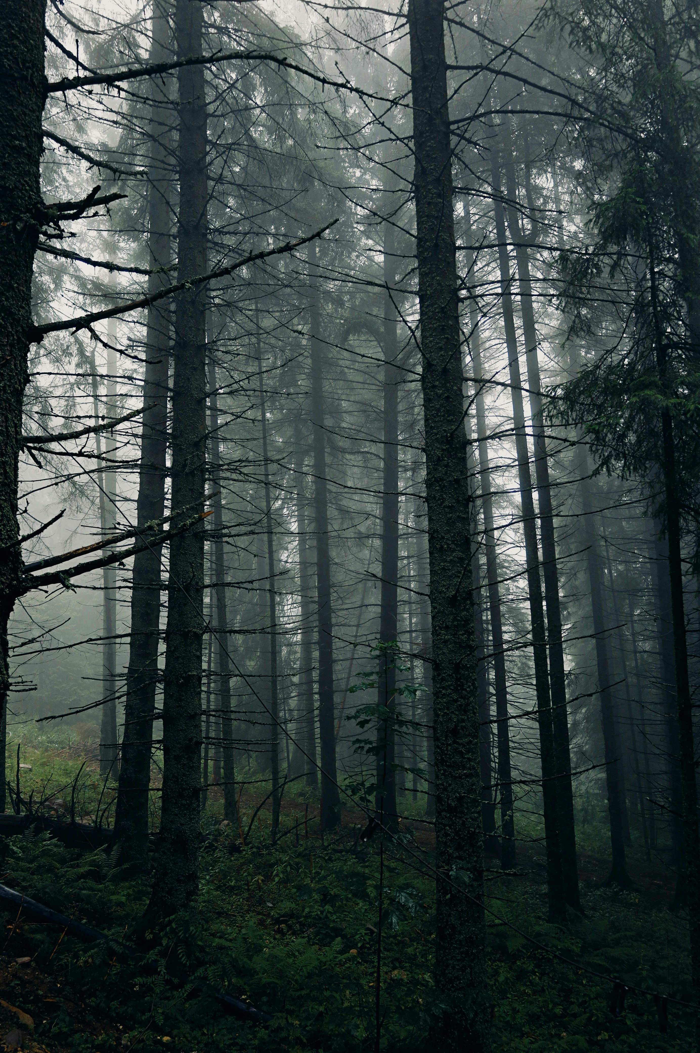 Photo by isabeladrasovean