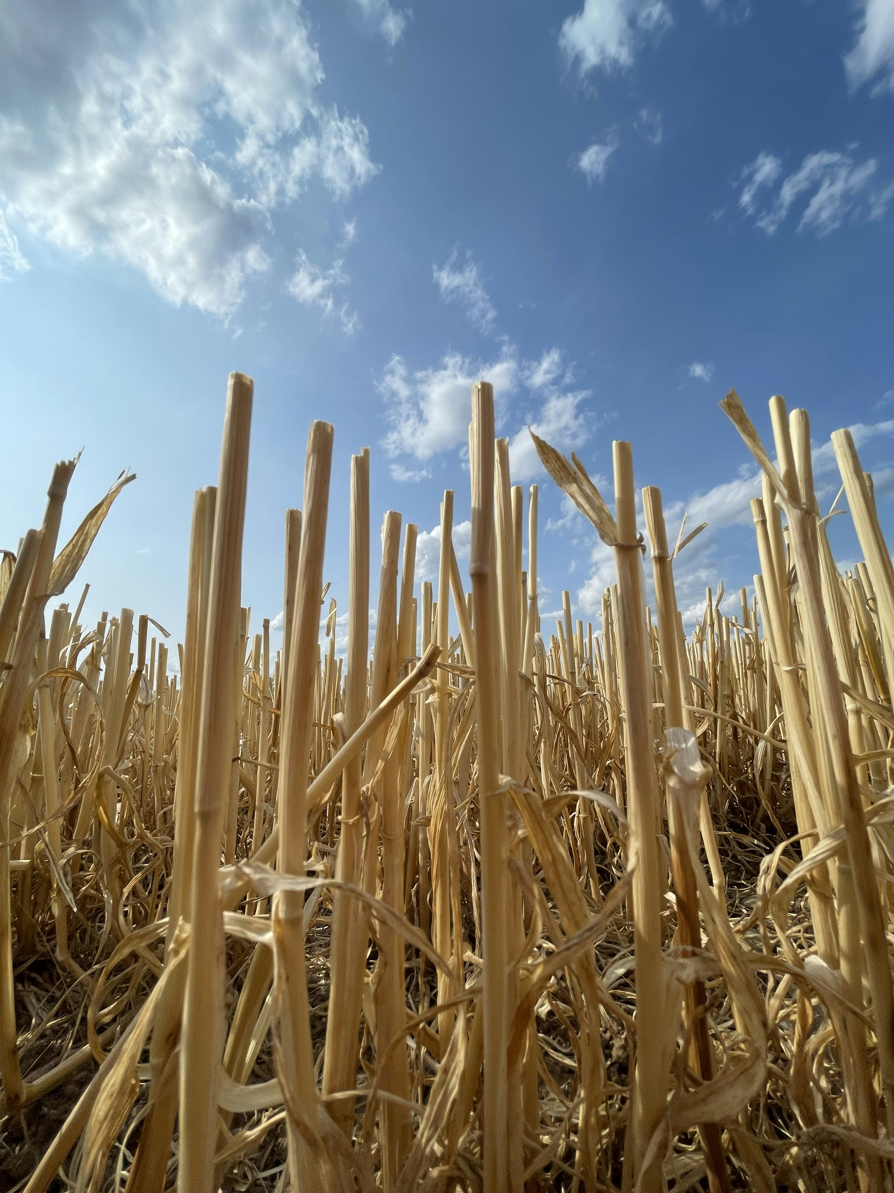 a field of corn with a blue sky in the background