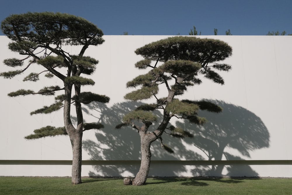 a white wall with three trees in front of it
