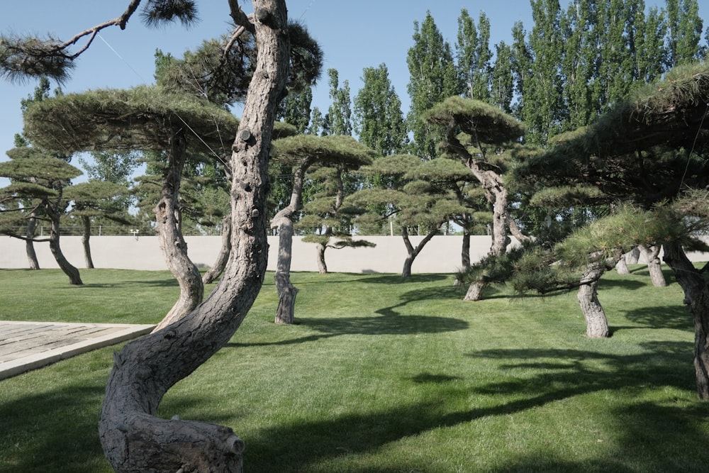 a group of pine trees in a grassy area