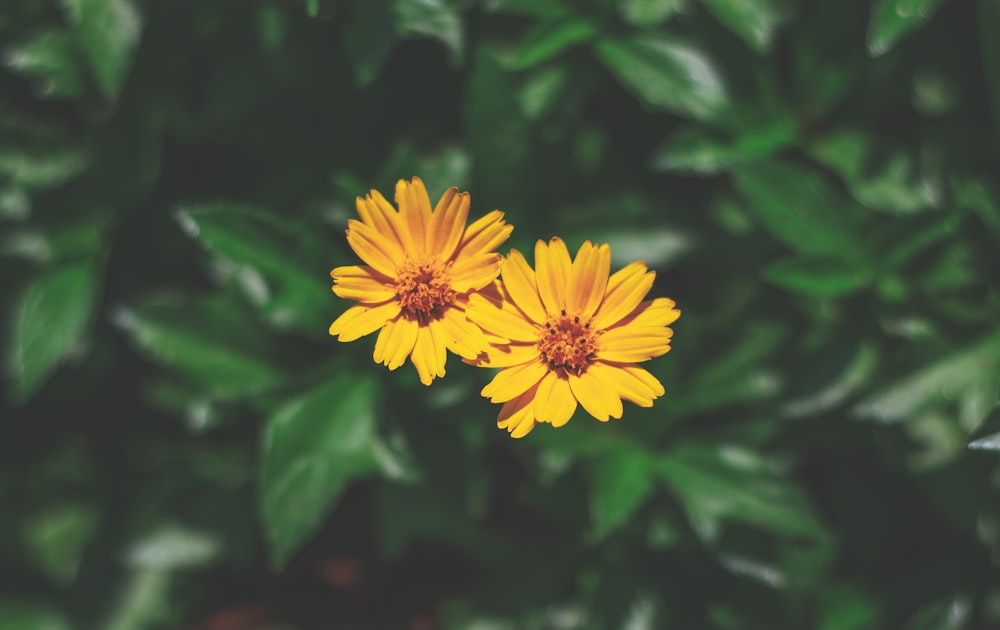 two yellow flowers with green leaves in the background