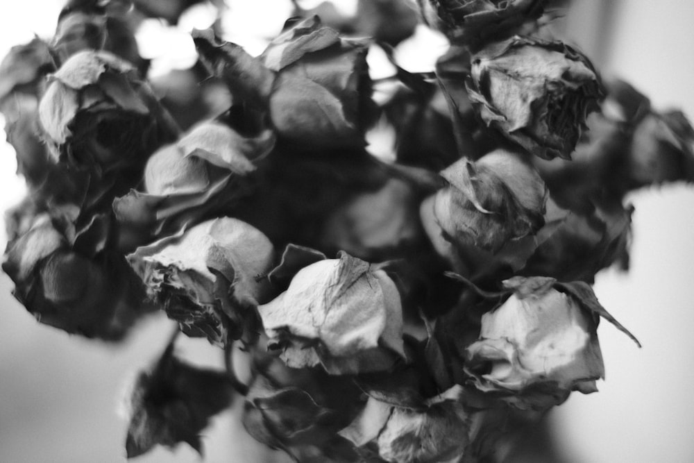 a black and white photo of a bunch of flowers