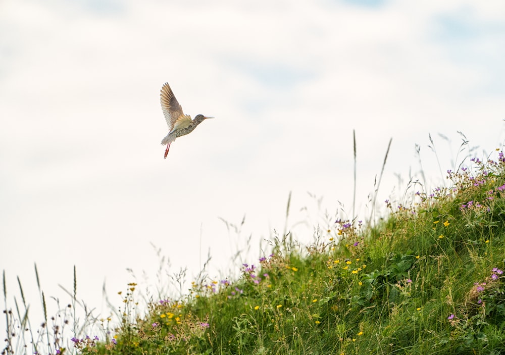 a bird flying over a lush green hillside