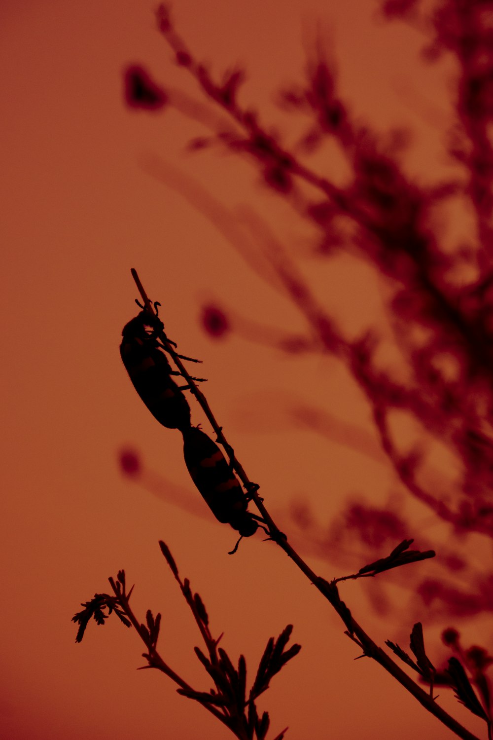 a tree branch with leaves and a red sky in the background