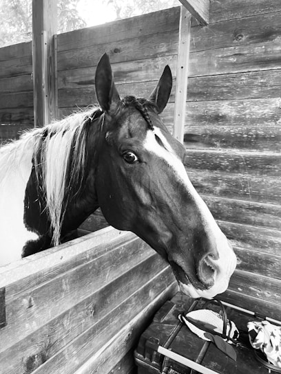 A horse with a braided mane is peeking over a wooden stable door. The background consists of wooden planks, and there is some equestrian gear resting on a box nearby.