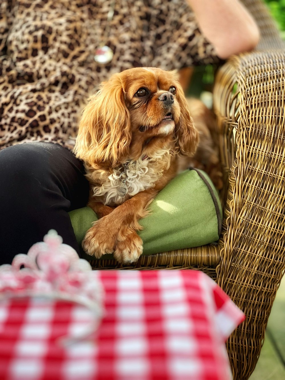 a small dog sitting on top of a person's lap