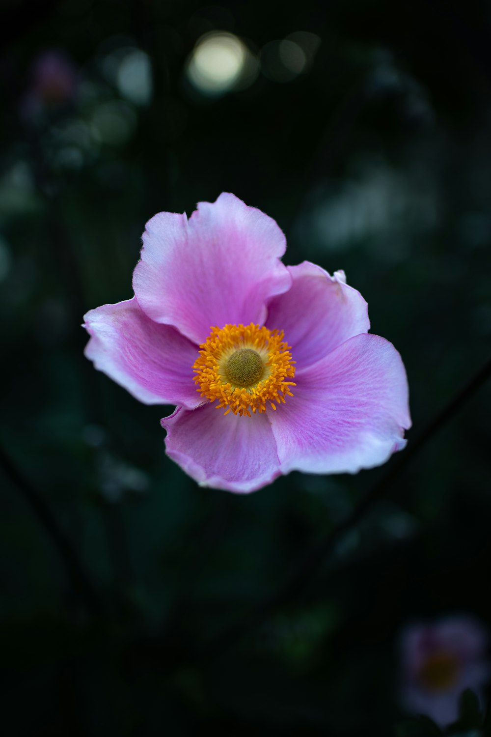 a large pink flower with a yellow center