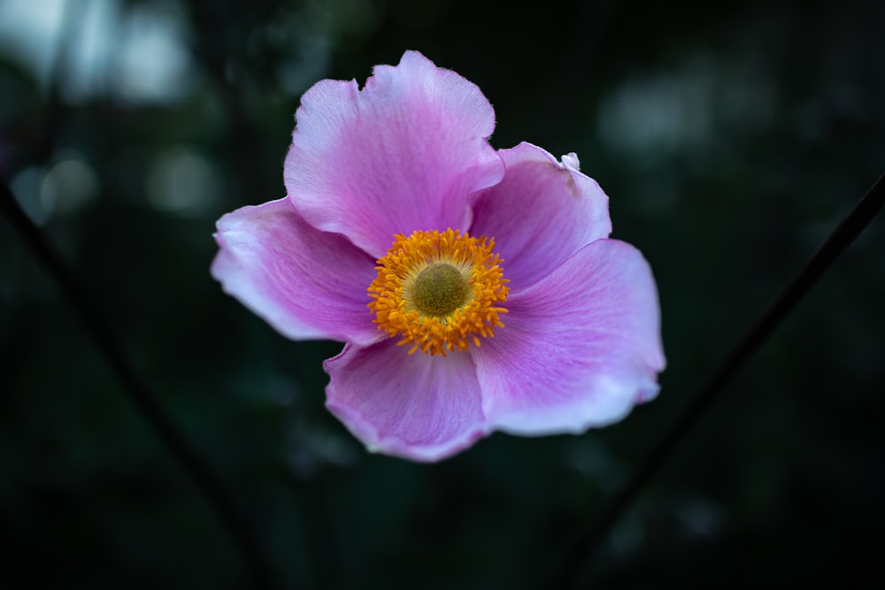 a close up of a pink flower with a yellow center