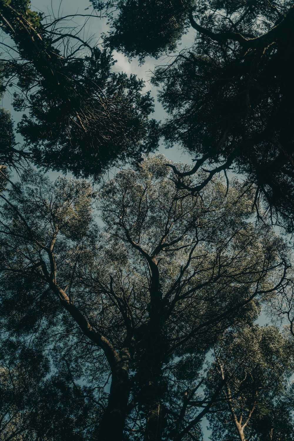 looking up at the tops of tall trees