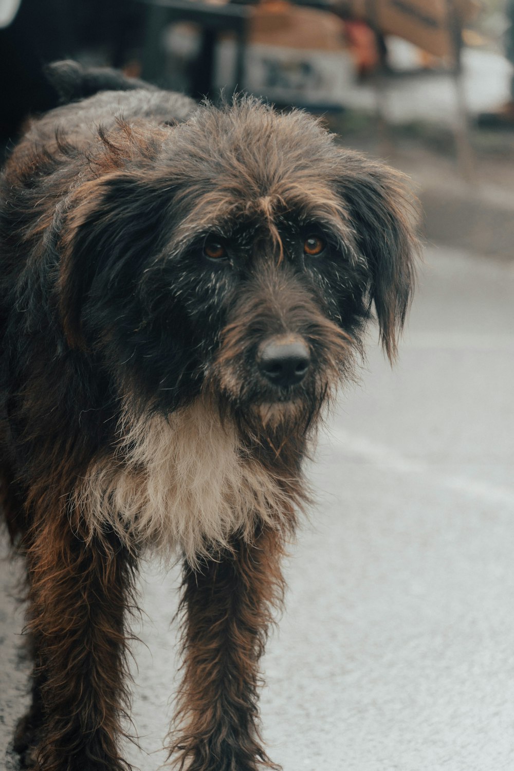 a shaggy dog standing on the side of a road