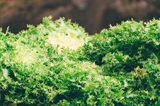 a close up of a bunch of green plants