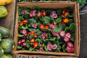 A delivery box filled with healthy plants ready to be shipped locally.