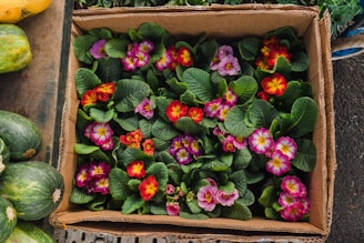 A cardboard box contains several vibrant blooming flowers with a mix of red, orange, pink, and purple petals. The flowers have lush green leaves surrounding them. Next to the box are some green zucchinis and parts of other vegetables.