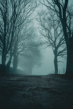 A misty, eerie forest path at dusk with shadows hinting at hidden dangers.