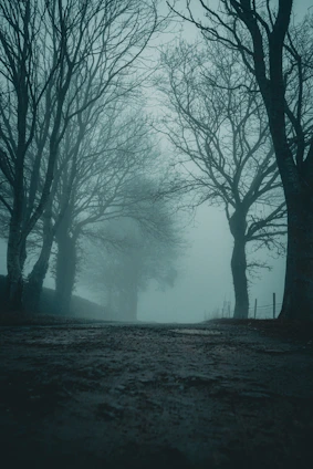 A misty forest path in Central California at twilight, hinting at something eerie just beyond sight.