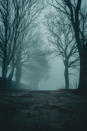 A misty path winding through dense, eerie woods under a dimly lit sky.