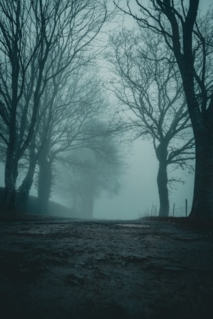 Dark, foggy forest path with eerie shadows and twisted trees.