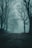 A moody, mist-covered forest path evoking the film's mysterious atmosphere.