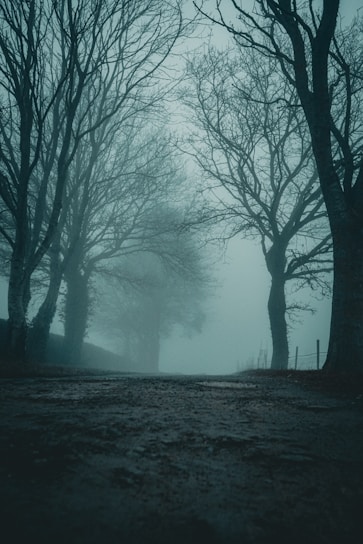 A misty, eerie forest path at dusk with shadows hinting at hidden dangers.