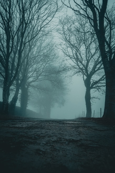 A misty and eerie path winds through a dense forest, with bare trees on either side. The atmosphere is foggy, creating a mysterious and haunting scene.