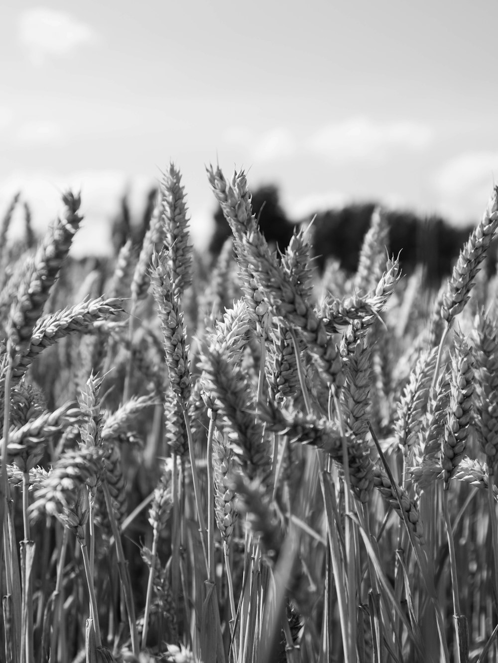 Una foto en blanco y negro de un campo de trigo