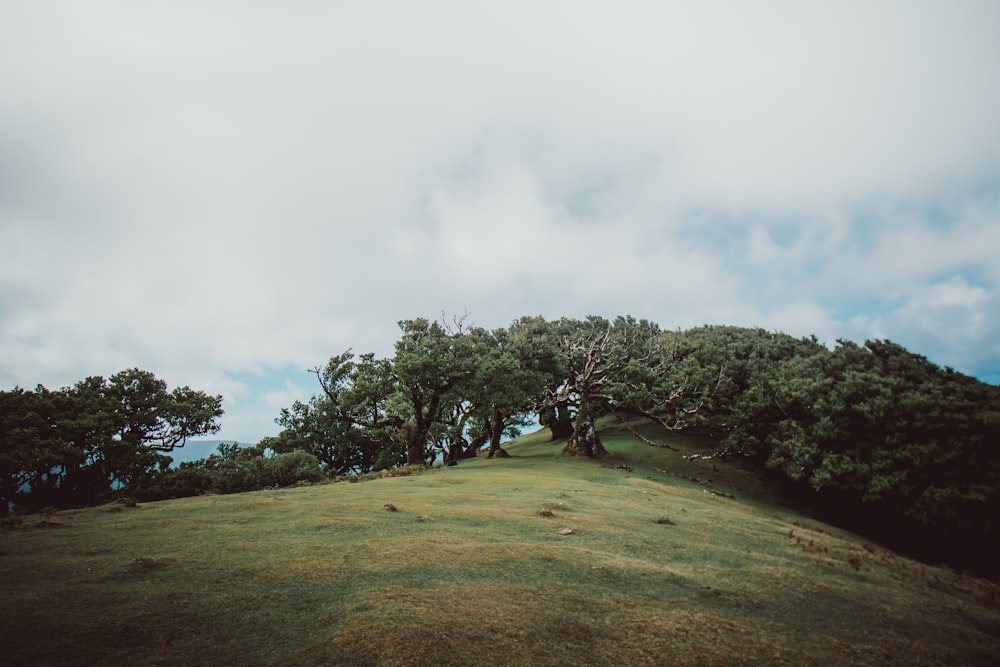 a grassy hill with trees on top of it