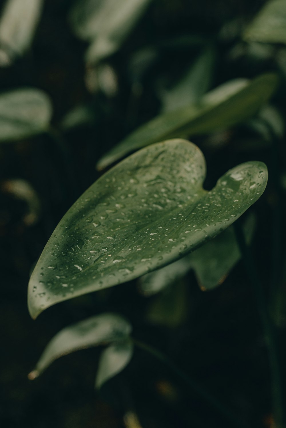 a green leaf with drops of water on it