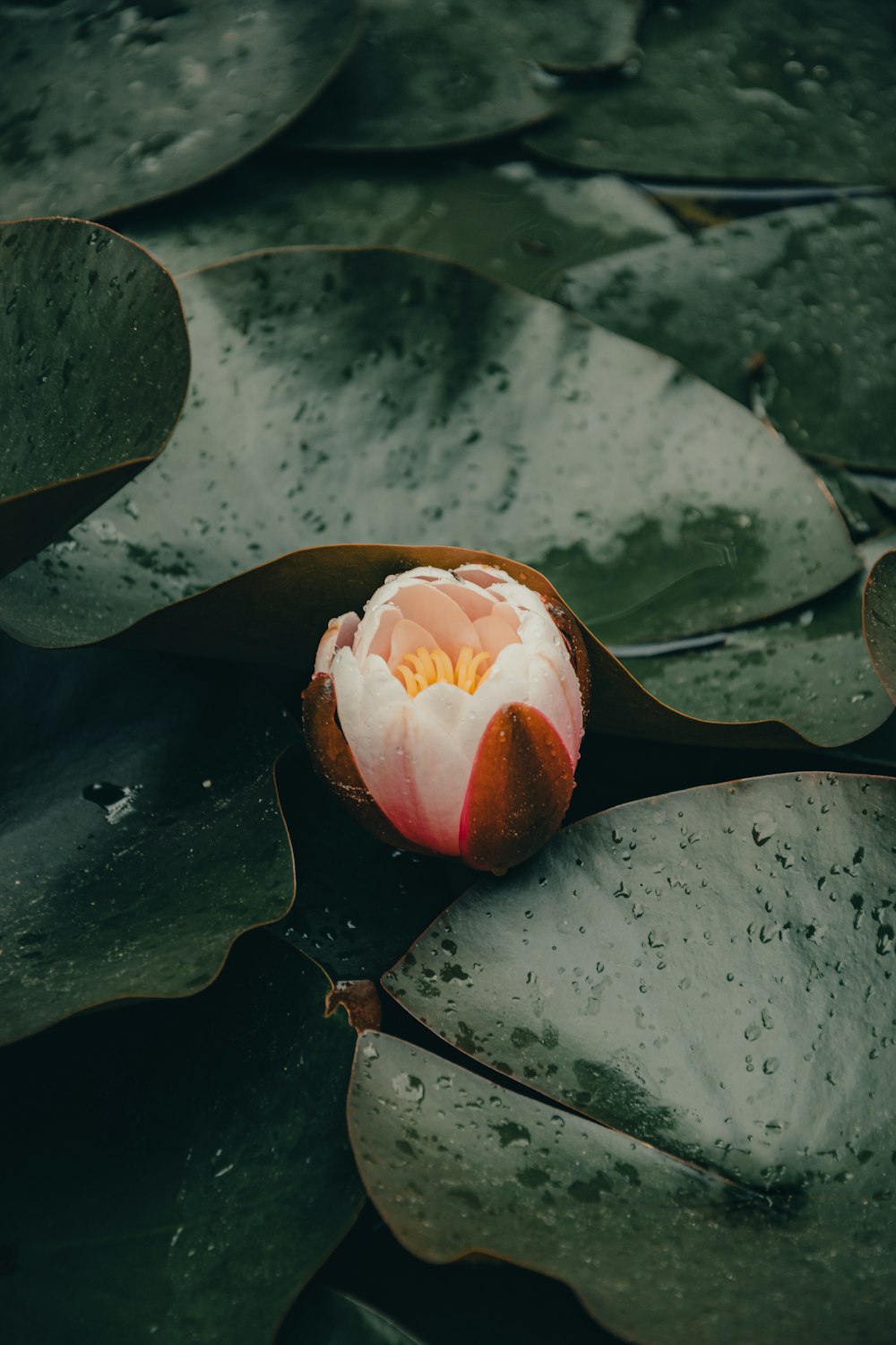 a pink and white flower sitting on top of a green leaf