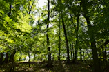 Lush green canopy of the Chocó Andean forest with sunlight filtering through
